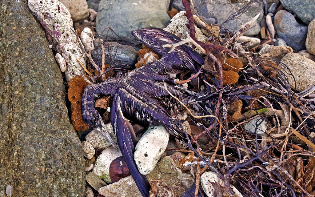 Brown Booby Down, Tutu Bay