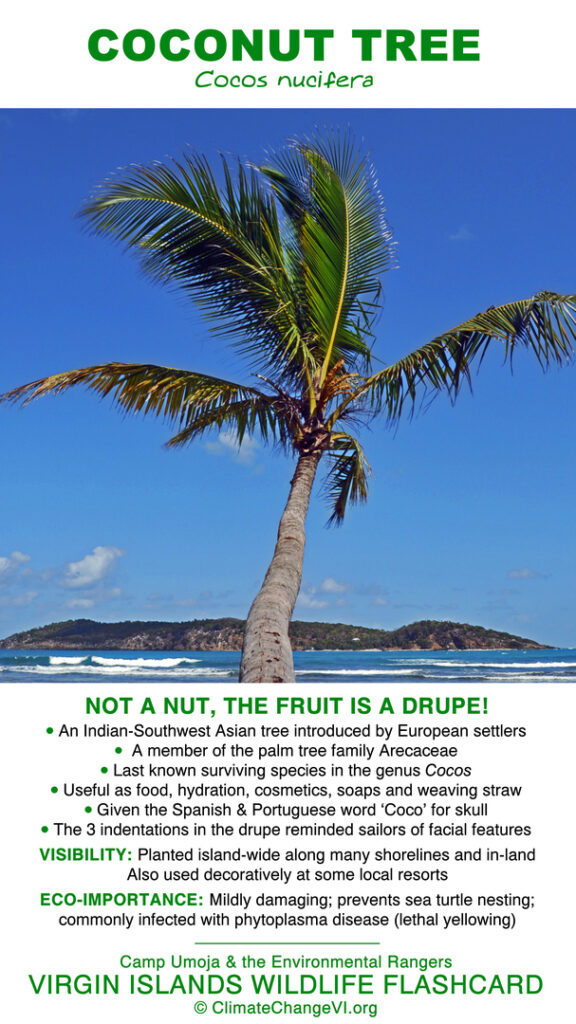 Coconut Tree - Cocos nucifera