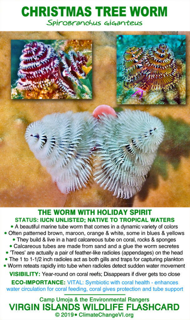 Christmas Tree Worm - Spirobranchus giganteus