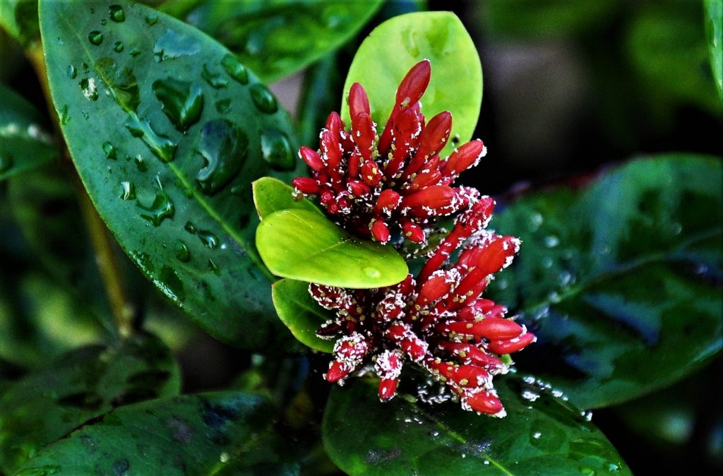 Jatropha integerrima, Common Name: Peregrina (Ger.) Indigenous to Greater Antilles (Cuba, Hispaniola)